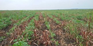 Agrosaveti---galenika-fitofarmacija---delovanje---globus---01