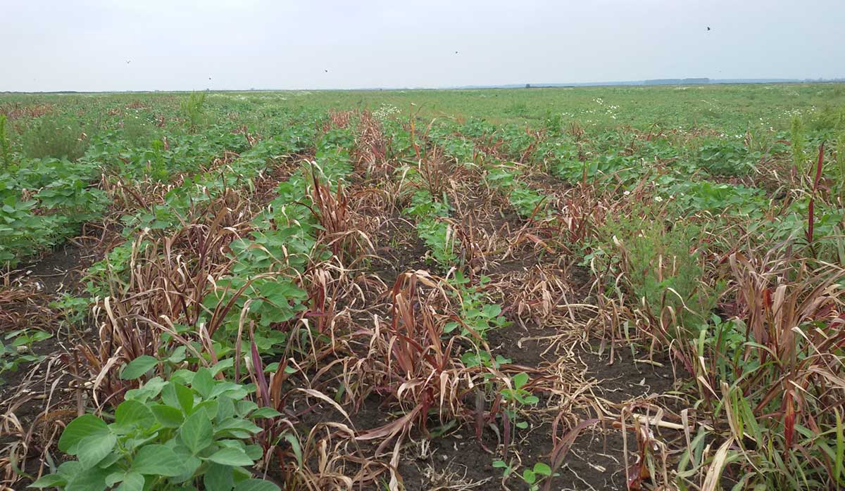 Agrosaveti---galenika-fitofarmacija---delovanje---globus---01