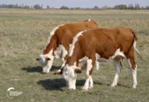 Agrosaveti---hereford---05