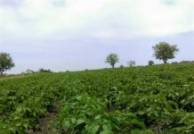 Agrosaveti---mladi-krompir---Glogonj---01