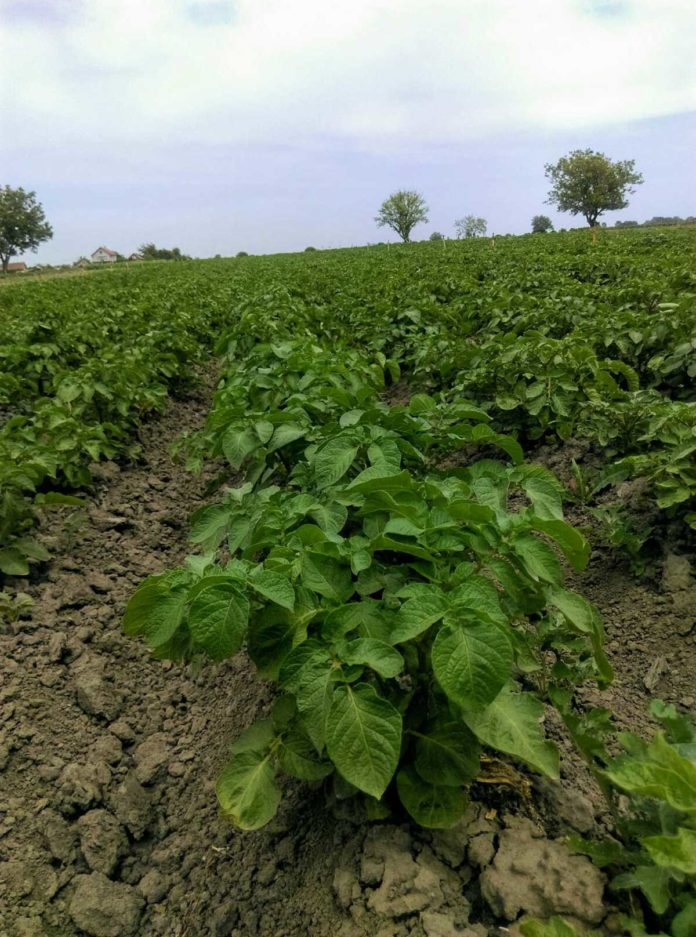 Agrosaveti---mladi-krompir---Glogonj---01 Agrosaveti---mladi-krompir---Glogonj---01