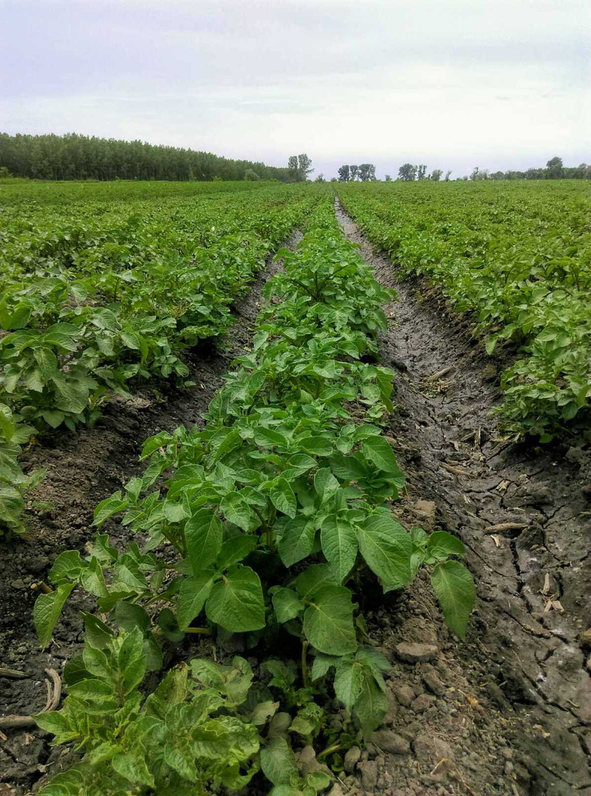 Agrosaveti---mladi-krompir---Glogonj---02