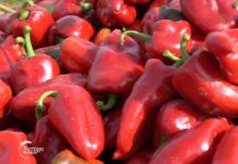Paprika podbacila ove godine Agrosaveti - paprika - 01