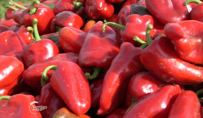 Agrosaveti - paprika - 01 Agrosaveti - paprika - 01