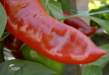 Agrosaveti - paprika - 02