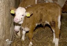 Šta je sa konkursom za mlade poljoprivrednike? Agrosaveti---poljoprivredno-gazdinstvo---stocarstvo---Lozovik---02
