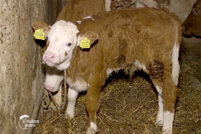 Agrosaveti---poljoprivredno-gazdinstvo---stocarstvo---Lozovik---02 Agrosaveti---poljoprivredno-gazdinstvo---stocarstvo---Lozovik---02