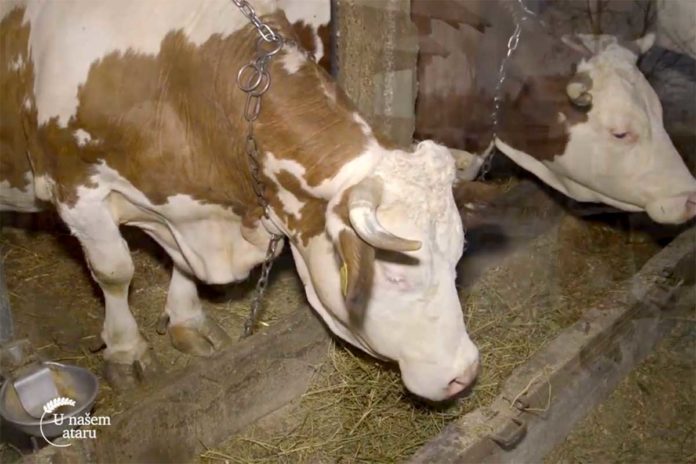 Agrosaveti---poljoprivredno-gazdinstvo---stocarstvo---Lozovik---03