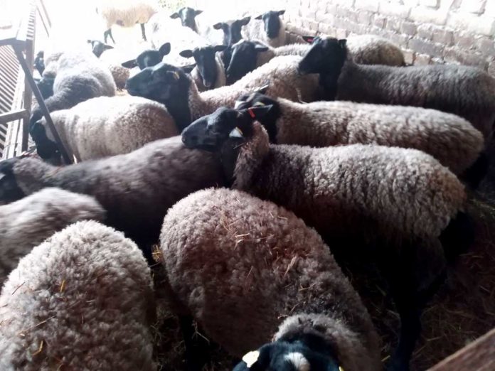 Agrosaveti---priplodna-grla---konkurs---Vajska---01 Agrosaveti---priplodna-grla---konkurs---Vajska---01