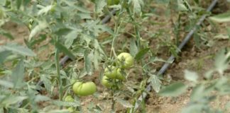 Agrosaveti---proizvodnja-povrca---Donje-Zleginje---paradajz---01