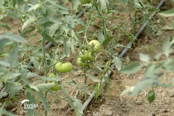 Agrosaveti---proizvodnja-povrca---Donje-Zleginje---paradajz---01 Agrosaveti---proizvodnja-povrca---Donje-Zleginje---paradajz---01