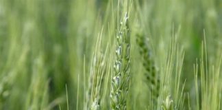 Agrosaveti---prvomajske-kise---ratarstvo---02