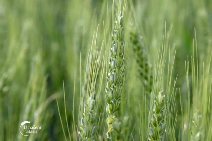 Agrosaveti---prvomajske-kise---ratarstvo---02