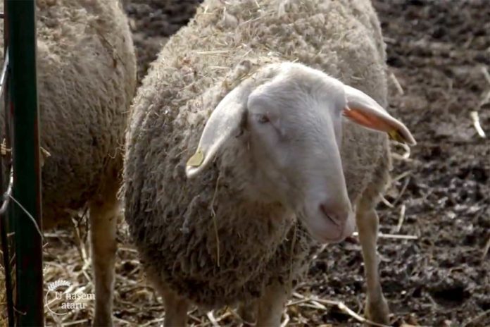 Agrosaveti---stado-ovaca---Calma---03