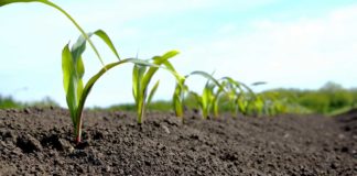 Agrosaveti---timac-agro---kukuruz---fertiactyl-starter---folijarna-prihrana