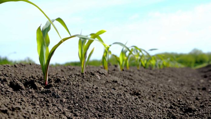 Agrosaveti---timac-agro---kukuruz---fertiactyl-starter---folijarna-prihrana