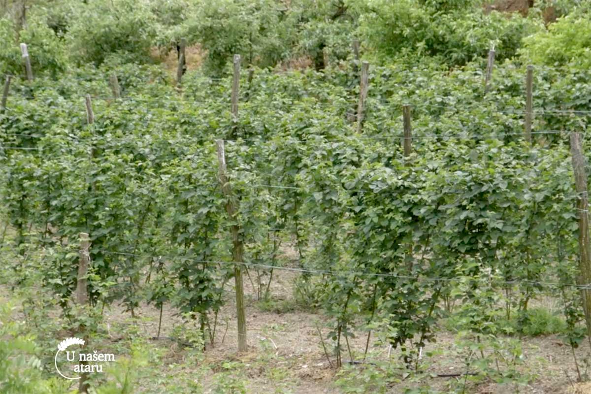 Agrosaveti---visnja---sljiva---malina---grozde---Drenca---01