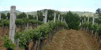 Agrosaveti---visnja---sljiva---malina---grozde---Drenca---02