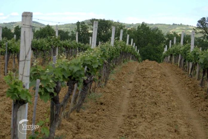 Agrosaveti---visnja---sljiva---malina---grozde---Drenca---02 Agrosaveti---visnja---sljiva---malina---grozde---Drenca---02