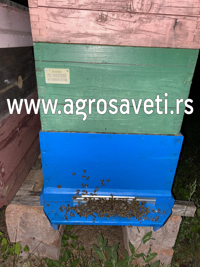 Pcele - trovanje pcela - pomor pcela - agrosaveti - Sokobanja 02