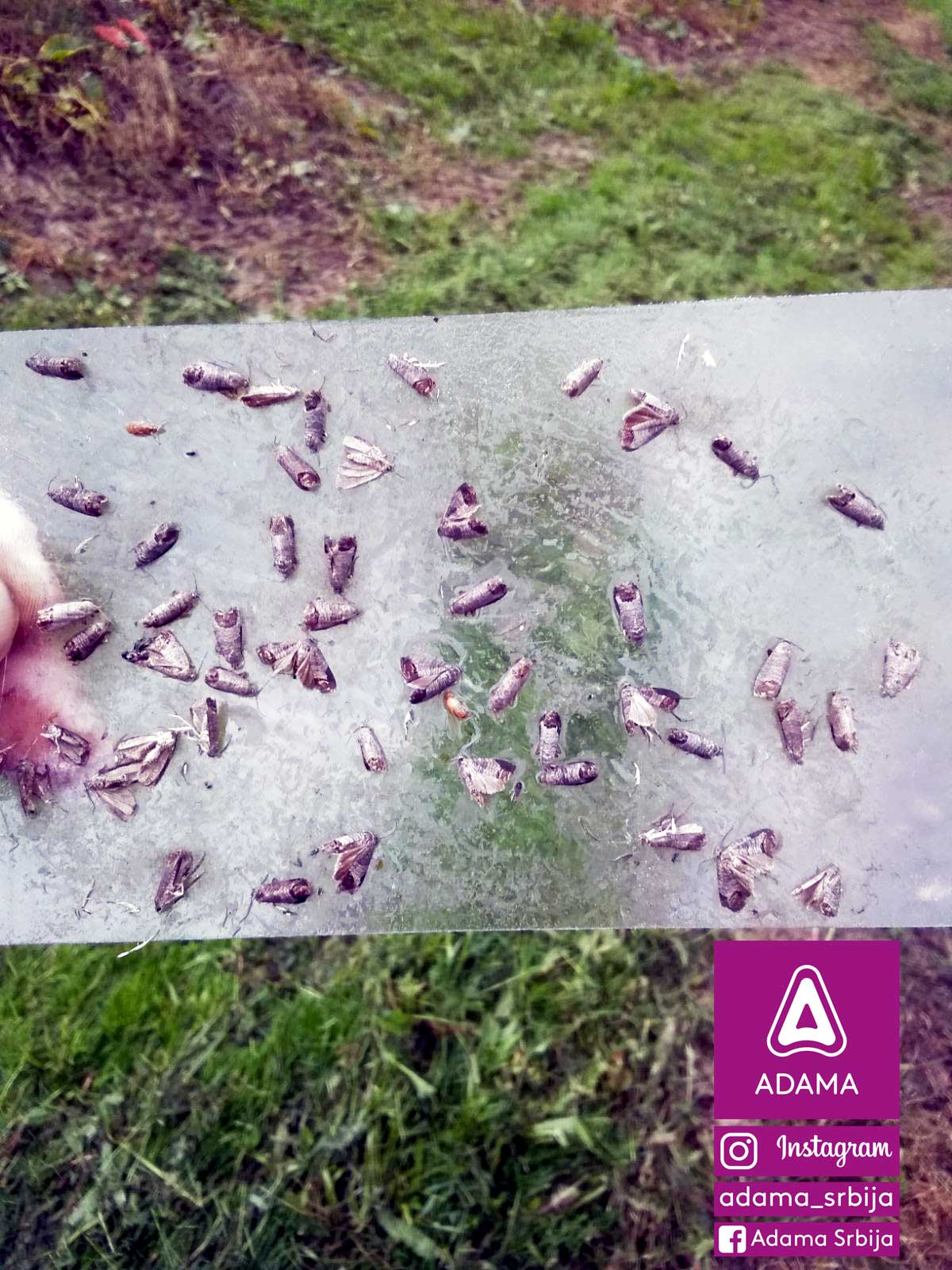 Agrosaveti---Adama---jabuka---Lascar-100-EC---jabukin-smotavac---insekticid-01
