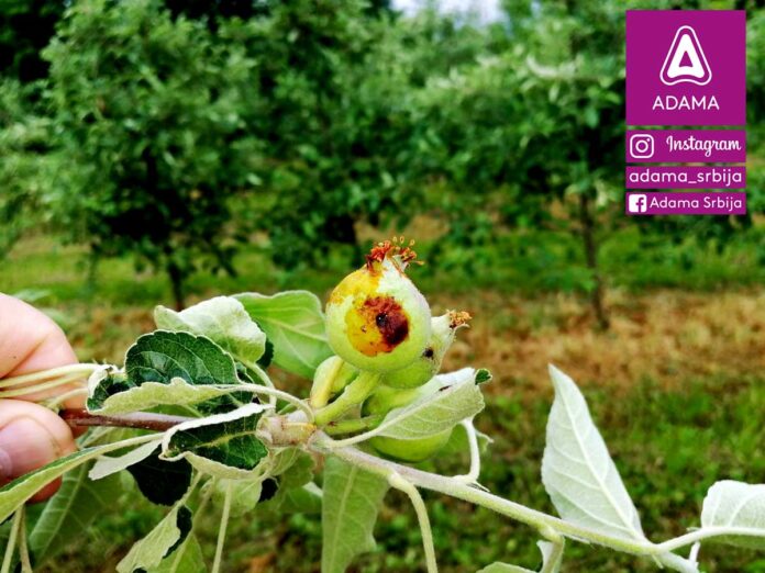 Agrosaveti---Adama---jabuka---Lascar-100-EC---jabukin-smotavac---insekticid Agrosaveti---Adama---jabuka---Lascar-100-EC---jabukin-smotavac---insekticid