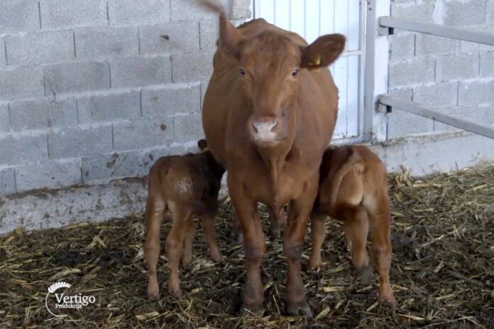 Agrosaveti---Angus-goveda---01 Agrosaveti---Angus-goveda---01