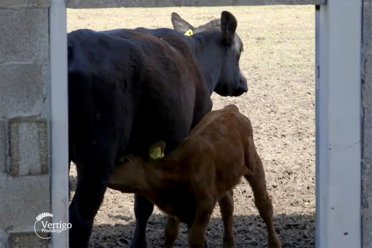 Agrosaveti---Angus-goveda---02
