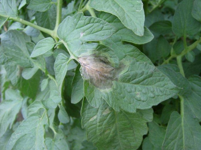 Agrosaveti---Galenika-Fitofarmacija---Plamenjaca-paradajza-S Agrosaveti---Galenika-Fitofarmacija---Plamenjaca-paradajza-S