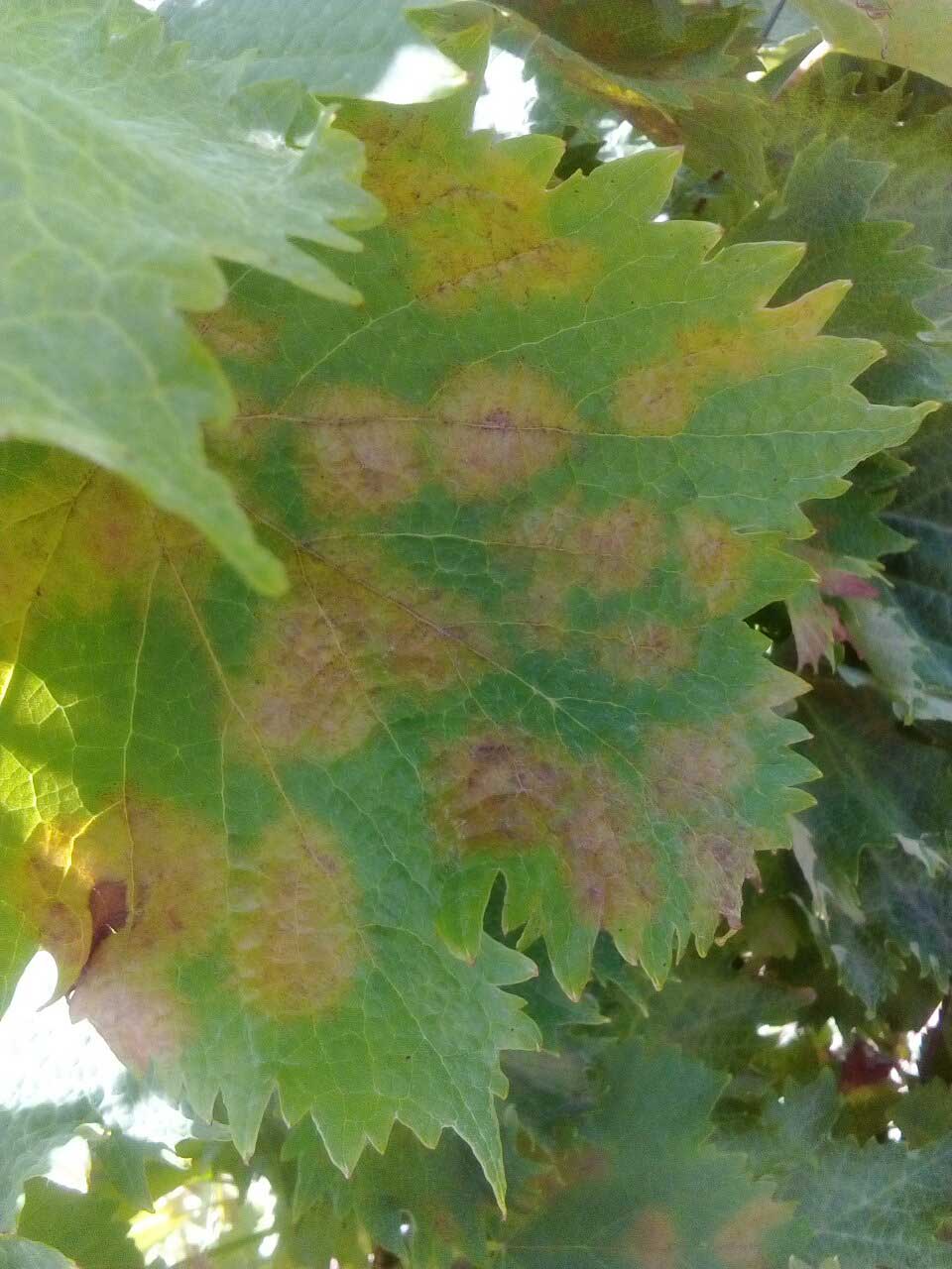 Agrosaveti---Galenika-Fitofarmacija---Plamenjaca-vinova-loza