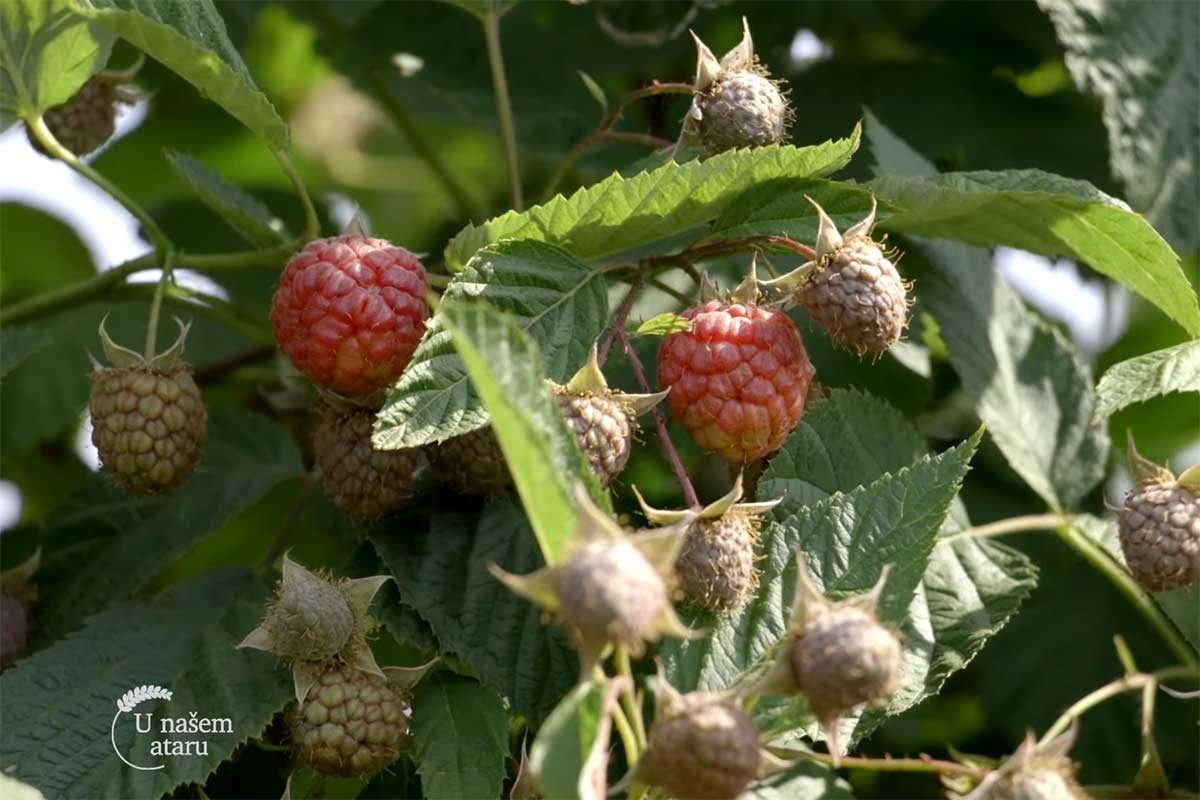 Agrosaveti---Timac-Agro---ishrana-maline---01