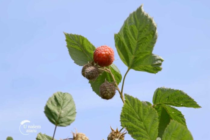 Agrosaveti---Timac-Agro---ishrana-maline---02 Agrosaveti---Timac-Agro---ishrana-maline---02