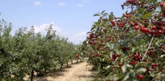 Agrosaveti---berba-visanja---01