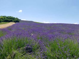 Agrosaveti---lavanda---01