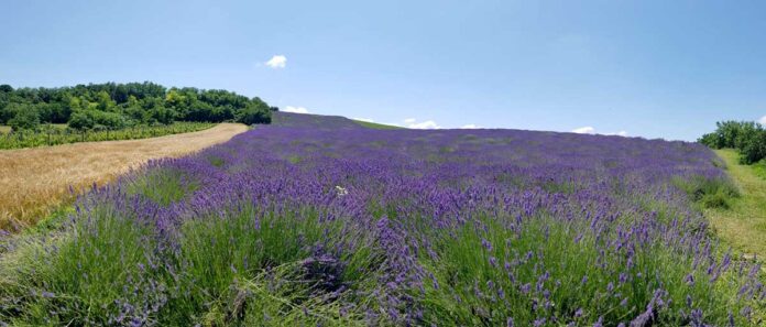 Agrosaveti---lavanda---01