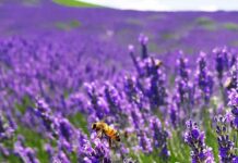 Lekovitost mirišljave lavande Agrosaveti---lavanda---03