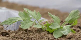 Agrosaveti---organska-proizvodnja-paradajza---03