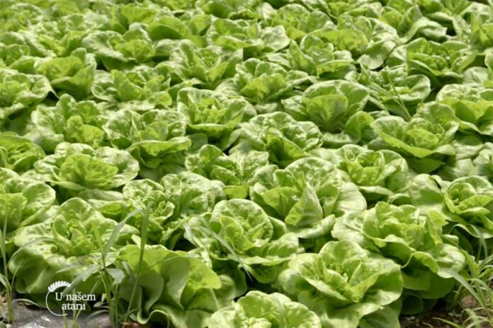 Agrosaveti---plastenicka-proizvodnja-povrca---Ruma---02