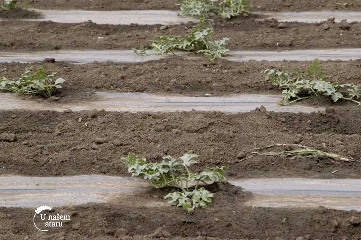 Agrosaveti---proizvodnja-bostana---paprika---vrane---01