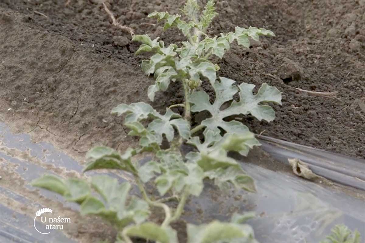 Agrosaveti---proizvodnja-bostana---paprika---vrane---02