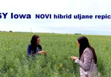 Syngenta uljana repica SY Iowa Hibridi-uljane-repice-Syngenta_1120x630_2