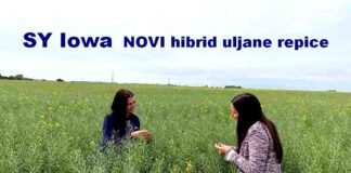 Hibridi-uljane-repice-Syngenta_1120x630_2