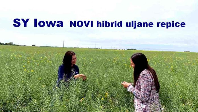 Hibridi-uljane-repice-Syngenta_1120x630_2