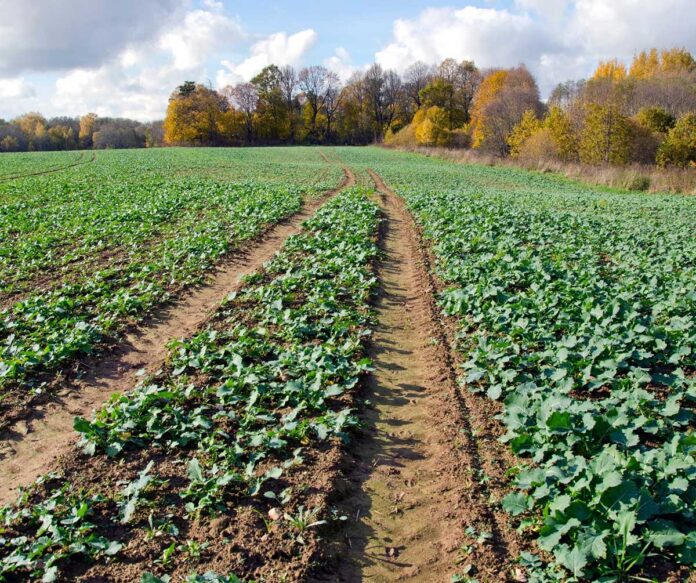 Agrosaveti---Adama---uljana-repica---Kalif-Mega---posle-setve---pre-nicanja---herbicid-01 Agrosaveti---Adama---uljana-repica---Kalif-Mega---posle-setve---pre-nicanja---herbicid-01