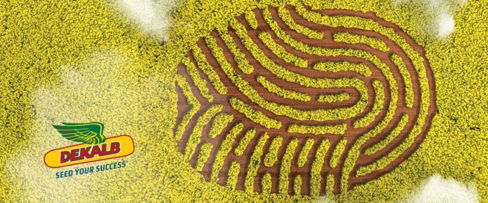 Agrosaveti---Bayer---Dekalb---uljana-repica---01 Agrosaveti---Bayer---Dekalb---uljana-repica---01