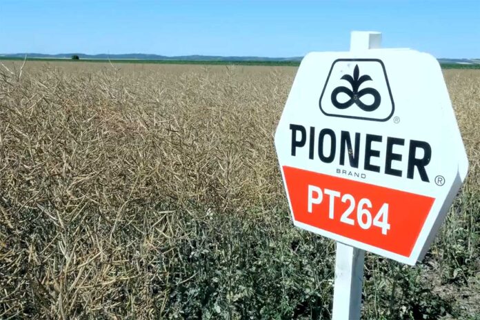 Agrosaveti---Corteva---Pioneer---Uljana-repica---01