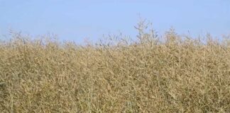 Agrosaveti---ZZ-Beska---uljana-repica---02