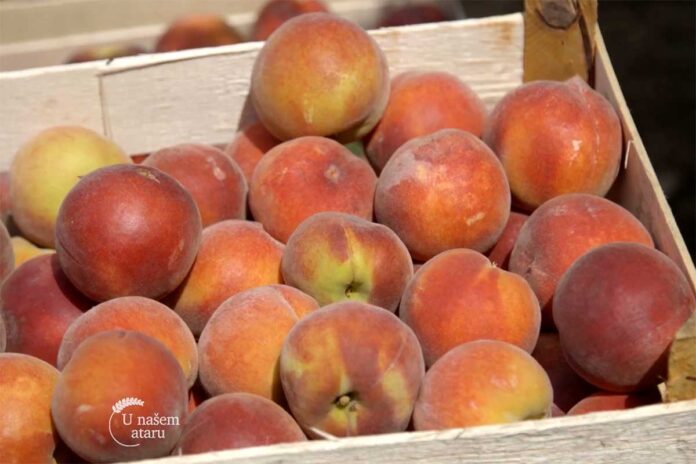 breskve Agrosaveti--berba-breskve---Novi-Slankamen---01