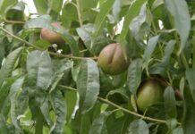 Proreda plodova breskve i hemijski tretmani pomoću dronova Agrosaveti--berba-breskve---Novi-Slankamen---02