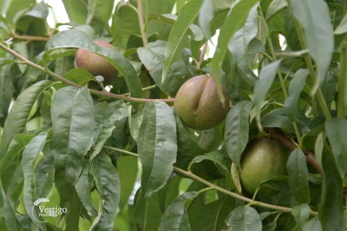 Agrosaveti--berba-breskve---Novi-Slankamen---02